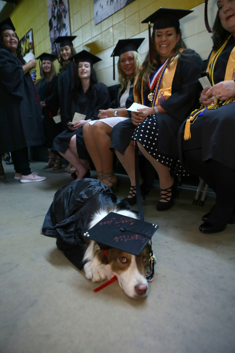 dog wearing mortarboard at commencement