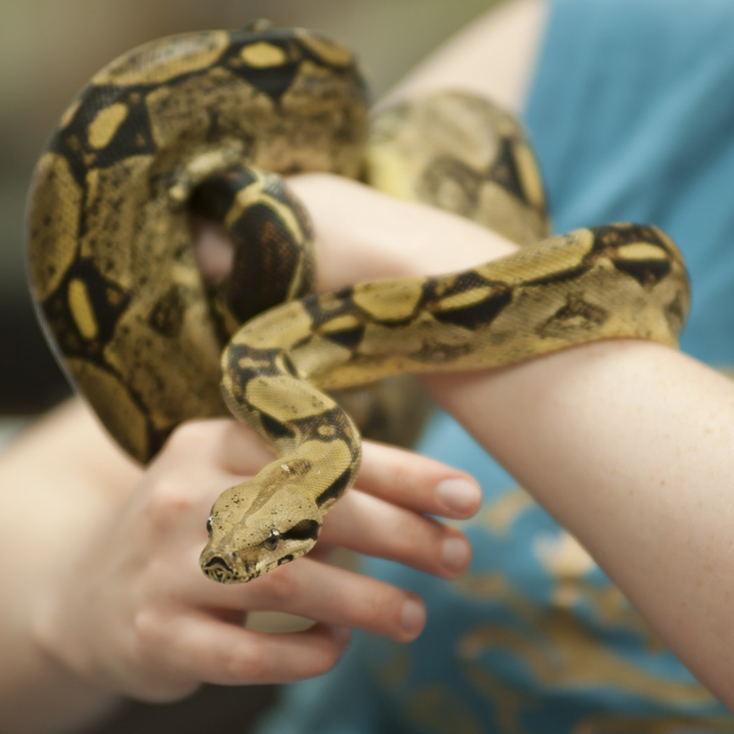 Zoo Keeping Student with Snake