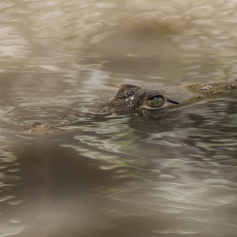 alligator in water